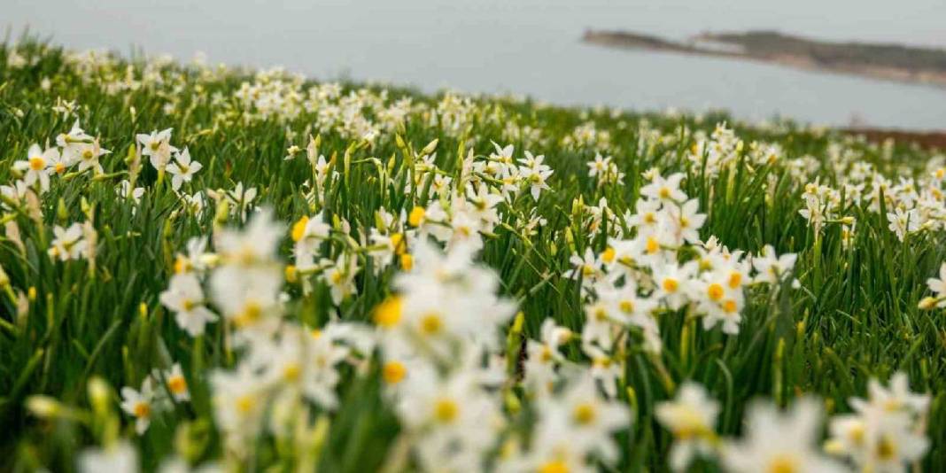 Sadece 2 hafta hayatta kalabiliyor: Görmek için binlerce kişi akın ediyor 4
